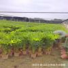 盆苗袋苗規格齊全 春羽蔓綠絨小天使