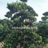 造型羅漢松產地 造型羅漢松圖片 造型羅漢松價格