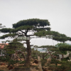 供應造型油松 造型油松圖片 造型油松價格