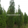 側(cè)柏產(chǎn)地 側(cè)柏 側(cè)柏小苗圖片 側(cè)柏價(jià)格