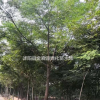 楝棠小苗產(chǎn)地 楝棠小苗圖片 楝棠小苗價(jià)格