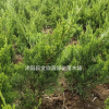 龍柏小苗產(chǎn)地 龍柏小苗圖片 龍柏小苗價(jià)格