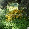 棣棠苗綠化花木行道點綴庭院觀賞色塊綠籬四季常青量大從優(yōu)棣棠苗