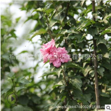木槿樹苗批發綠化苗木庭院觀賞木槿花盆栽行道點綴木槿樹苗