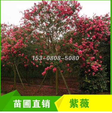 四川成都紅花紫薇13cm 14cm 15cm