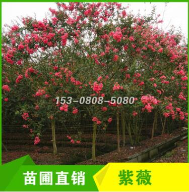 四川成都紅花紫薇 7/8/9公分紫薇批發(fā)