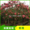 四川成都紅花紫薇 7/8/9公分紫薇批發