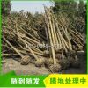 四川成都征地占地桂花樹