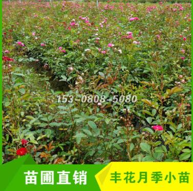 四川成都豐花月季小苗杯苗