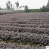 四川成都紅花繼木小苗杯苗