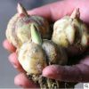 多頭香水百合種球 球根花卉植物盆栽植物鮮切花種球