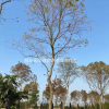 浙江桐鄉(xiāng)市供應(yīng)三杉-烏桕-產(chǎn)地直銷-大量