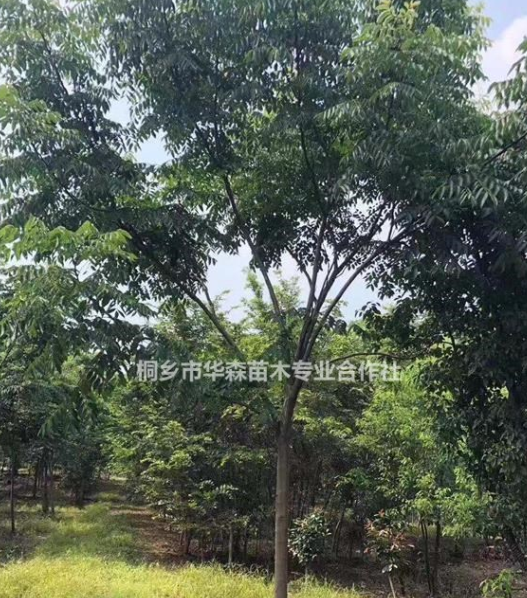 浙江桐鄉市供應三杉-黃山欒樹-產地直銷-大量