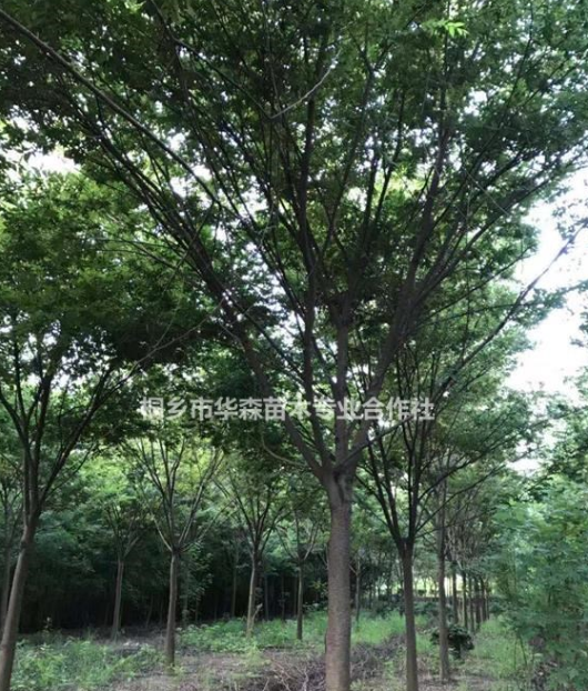 浙江桐鄉市供應三杉-櫸樹-產地直銷-便宜-交通便利