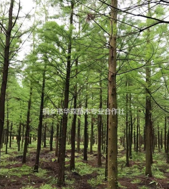 浙江桐鄉市供應三杉-水杉-產地直銷-大量
