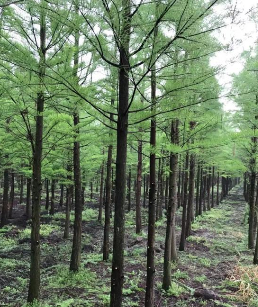 池杉-產地直銷-大量