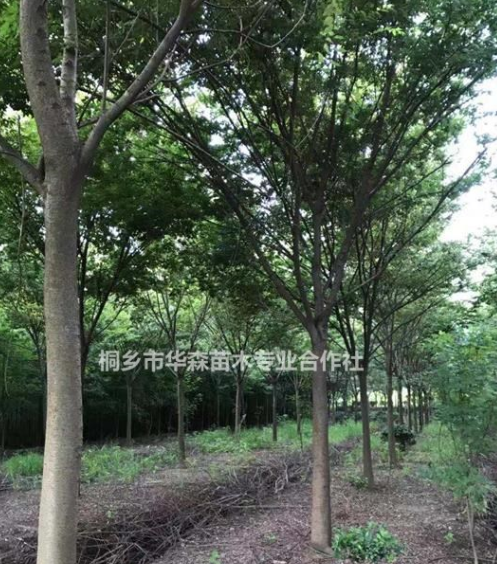 櫸樹-產地直銷-便宜-交通便利