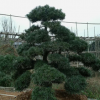湖南苗圃基地批發羅漢松 大型觀賞喬木羅漢松價格 量大從優