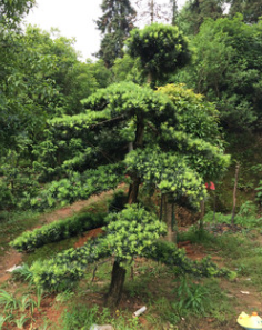 優價供應各規格苗木樹造型羅漢松 基地直銷 規格齊全 量大價優