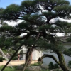 別墅園林綠化觀賞苗木 造型黑松 優價出售各規格優質黑松樹