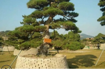 苗圃直銷優質造型黑松 20公分黑松樹 園林綠化風景帶 品種優良