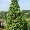市政園林綠化觀賞植物 紅豆杉樹 優質苗木 基地直銷 各規格齊全