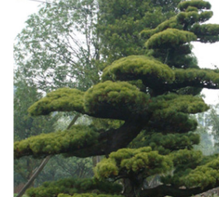喬木羅漢松出售 優價現貨供應公園綠化植物 價格實惠 歡迎選購