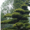 喬木羅漢松出售 優價現貨供應公園綠化植物 價格實惠 歡迎選購