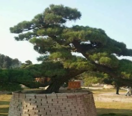 供應優質苗木造型黑松樹 基地直銷 熱銷湖南貴州 小區綠化苗木