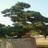 供應優質苗木造型黑松樹 基地直銷 熱銷湖南貴州 小區綠化苗木