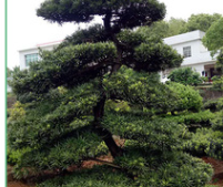 批發胸徑5-80CM貴州羅漢松 綠化苗木 園林工程綠化樹 造型羅漢松
