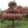 紅葉石楠球，紅葉石楠柱，紅葉石楠樁綠化工程 風景樹 行道樹