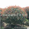 基地批發紅葉石楠球 行道樹公園小區高速公路綠化紅葉石楠球