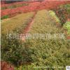 基地批發火棘小苗 火棘綠化苗 火棘苗 滿樹紅果小苗 庭院觀賞植物
