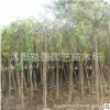 垂槐綠化工程苗木批發 垂槐樹苗 龍爪槐苗 規格齊全 園林道路綠化