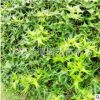 無刺枸骨無刺枸骨苗 鳥不宿 營養缽苗 無刺構骨小苗 基地發貨