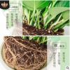 優質長藤綠蘿盆栽室內花卉吊蘭植物吸甲醛凈化空氣水培綠植大綠籮