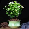 【帶花苞送肥料】茉莉花盆栽植物室內花卉好養綠植四季濃香型花苗