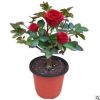 玫瑰花苗四季開花室內外陽臺庭院綠植物花卉盆栽薔薇月季花苗耐寒