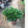 基地直銷非洲茉莉盆栽 凈化空氣室內(nèi)花卉四季常青茉莉花盆栽