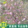 庭院地栽海棠樹苗基地直銷花園園林植物觀花綠化樹苗批發(fā)