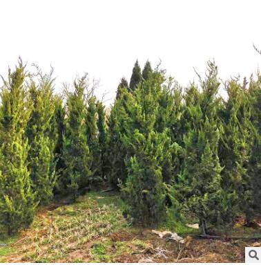 園藝園林植物龍柏灌木 常綠性龍柏灌木產地直銷露地柏樹苗