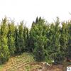 園藝園林植物龍柏灌木 常綠性龍柏灌木產(chǎn)地直銷露地柏樹苗