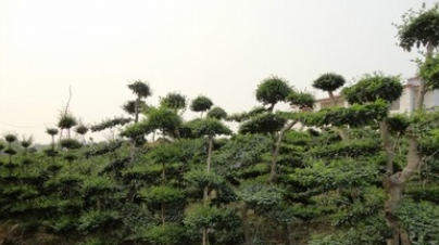 供應、黑松、木瓜、美人梅、紅王子錦帶、火棘、麥冬草