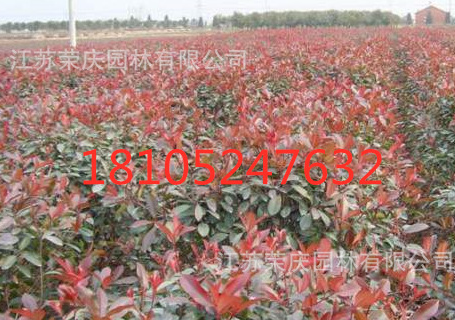 批發(fā) 紅葉石楠 紅葉石楠苗 紅葉石楠球 樹樁紅葉石楠 等各種樹苗