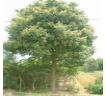 香樟胸徑10-62厘米