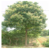 香樟胸徑10-62厘米