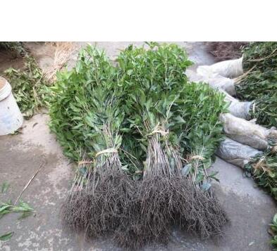 綠植花卉盆栽湖北桂花樹