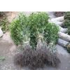 綠植花卉盆栽湖北桂花樹