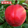 富麗桃皇 果之王獨(dú)家新品種